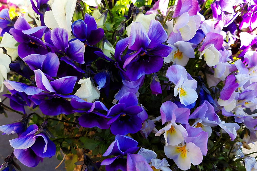 Extra genieten van uw tuin in deze lentetijd!