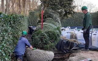 Aanvoer van Taxus
