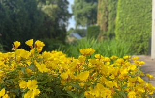 kleur in de tuin