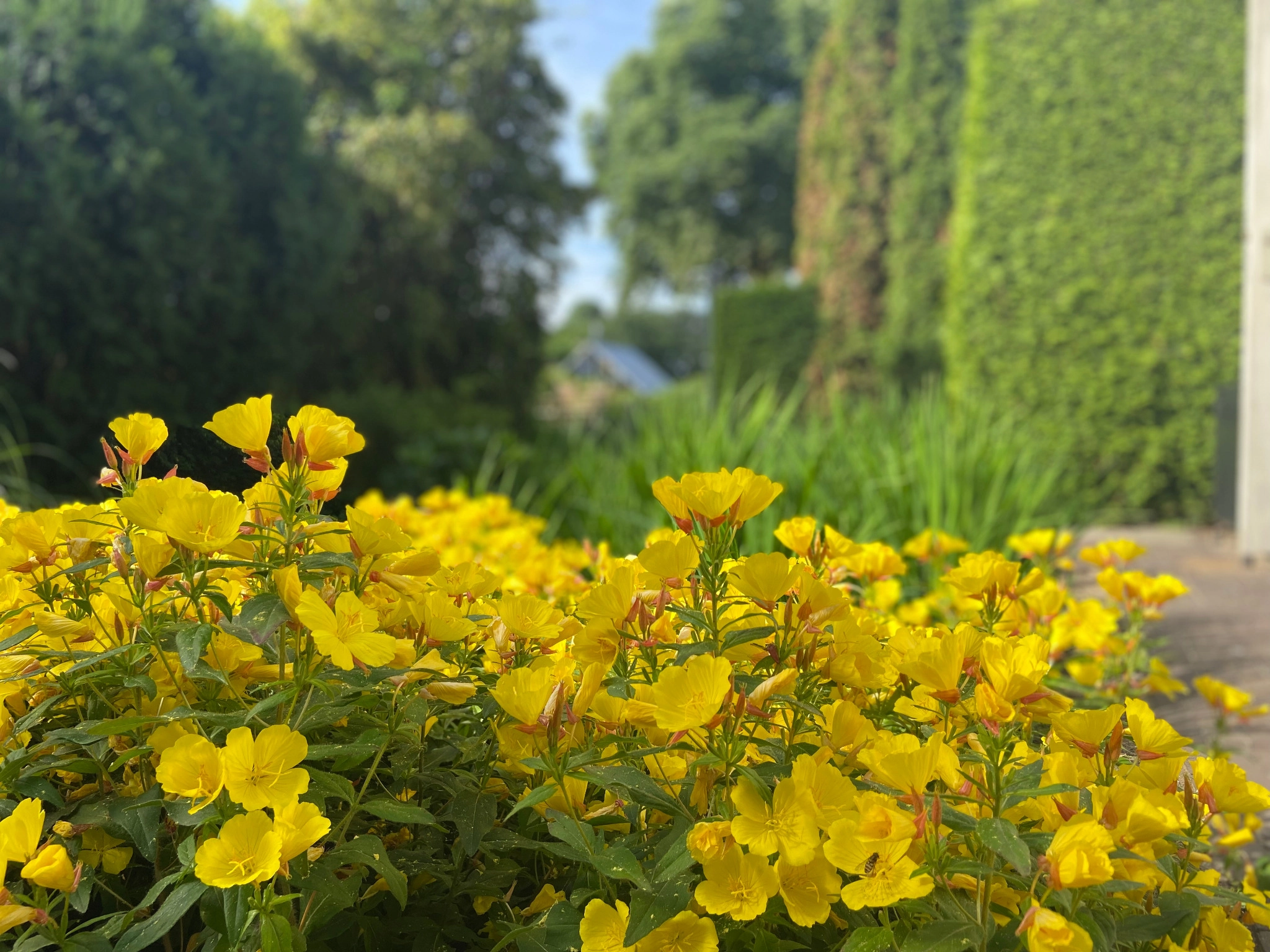 Ontwerp zonder titel-2 kleur in de tuin