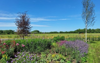 mooie kleuren in groene tuin in harreveld