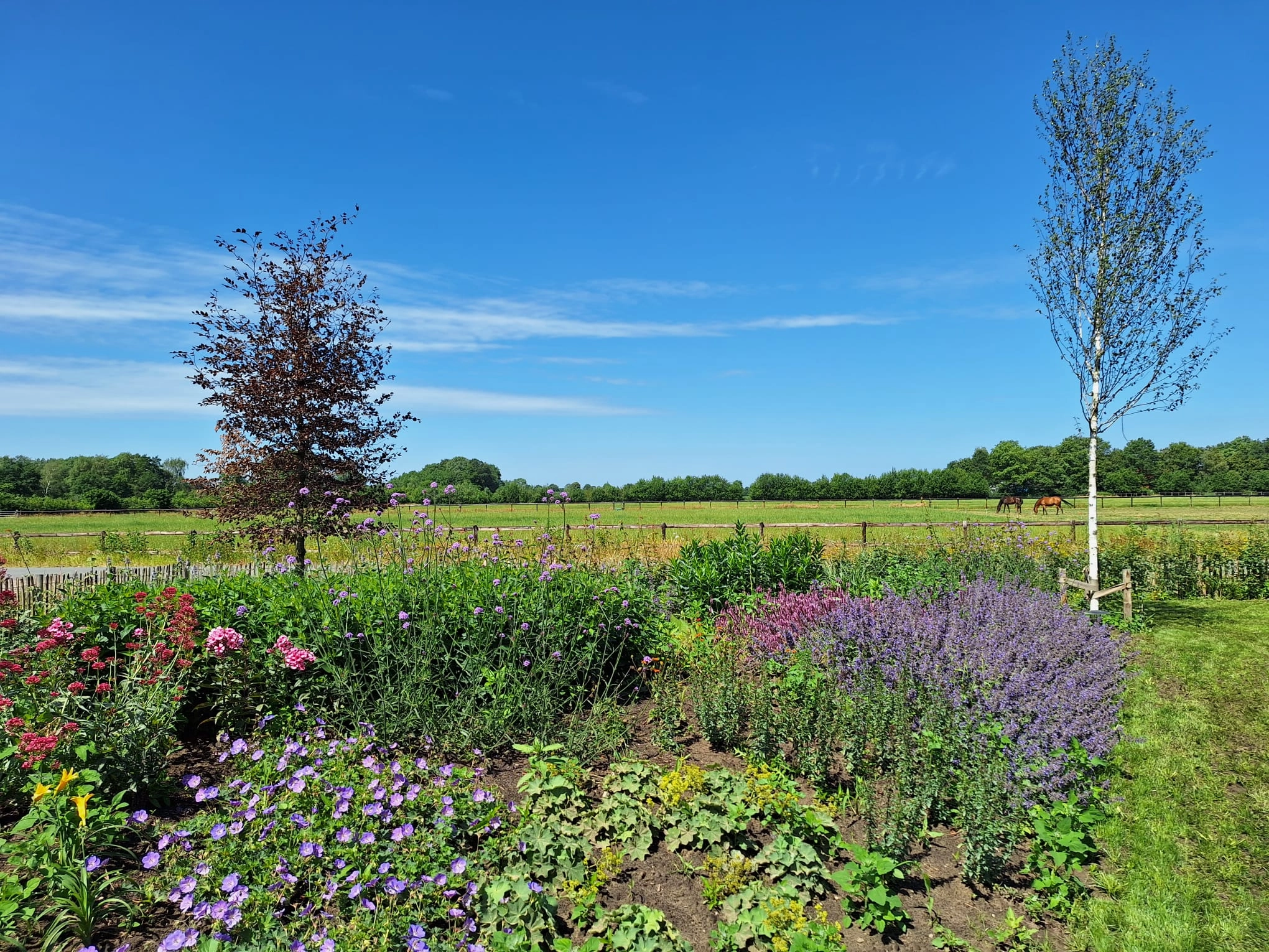 mooie kleuren in groene tuin in harreveld mooie kleuren in groene tuin in harreveld